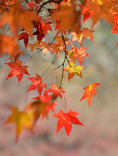 Autunno a Bormio